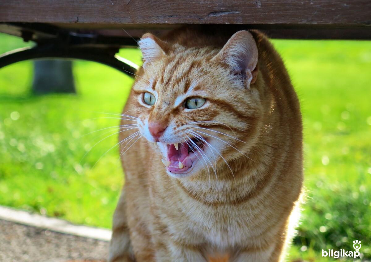 Kedi Isırması Kuduz Bulaşır Mı?, Kedi De Kuduz Belirtileri  Evcil Hayvanlar Kedi Bakımı